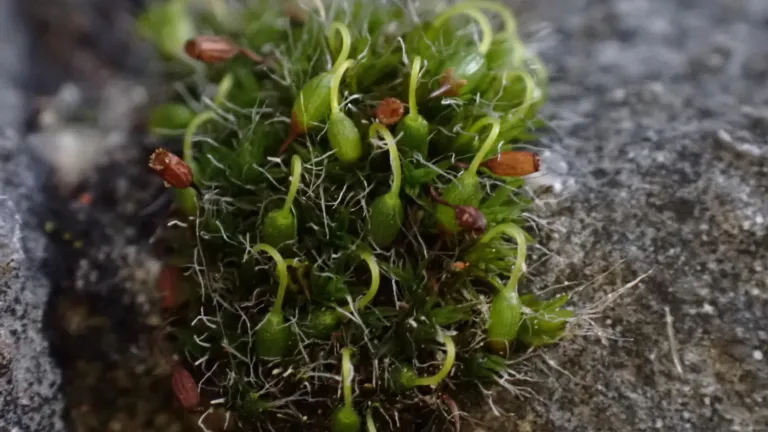 Grimmia pulvinata, a typical city dweller.