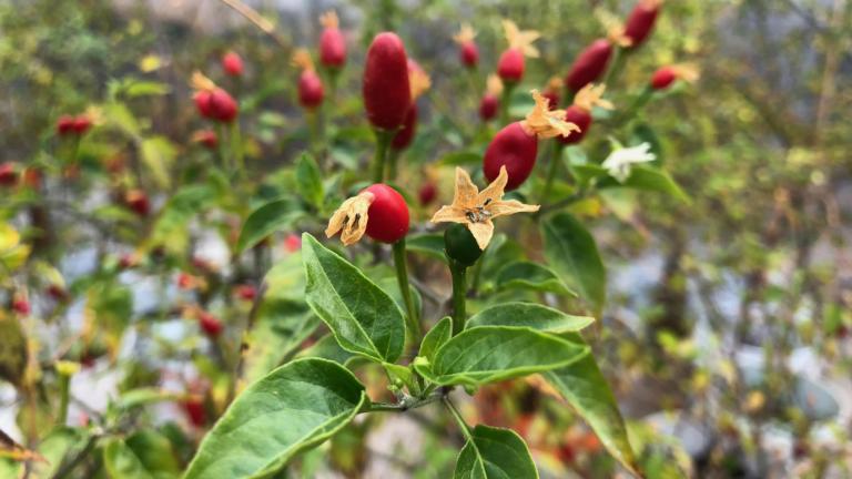 Chili pepper fruits (Capsicum annuum var. glabriusculum) 