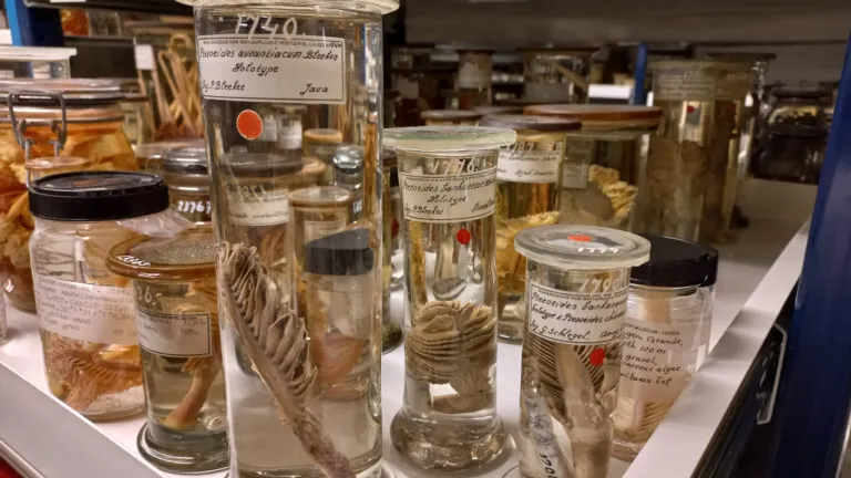Alcoholcollectie