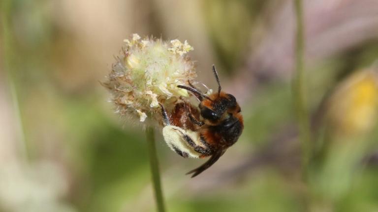Andrena rufiventris bee at flowering Plantago spp. (Plantaginaceae)