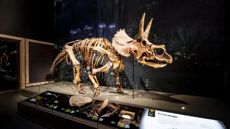 Triceratops in the Dino Time hall at Naturalis