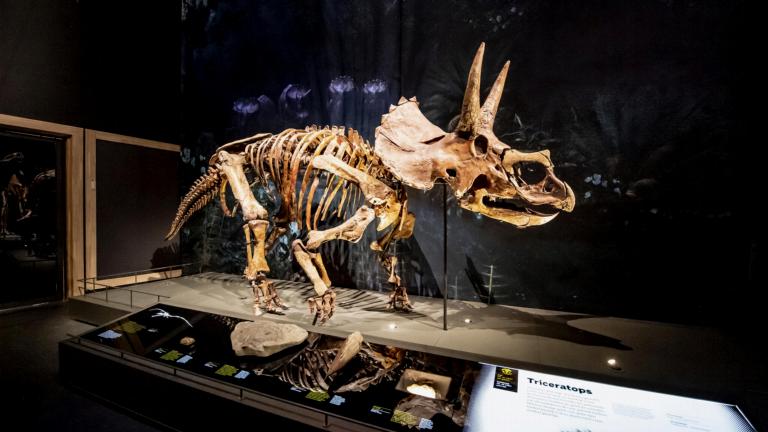 Triceratops in zaal Dinotijd in Naturalis