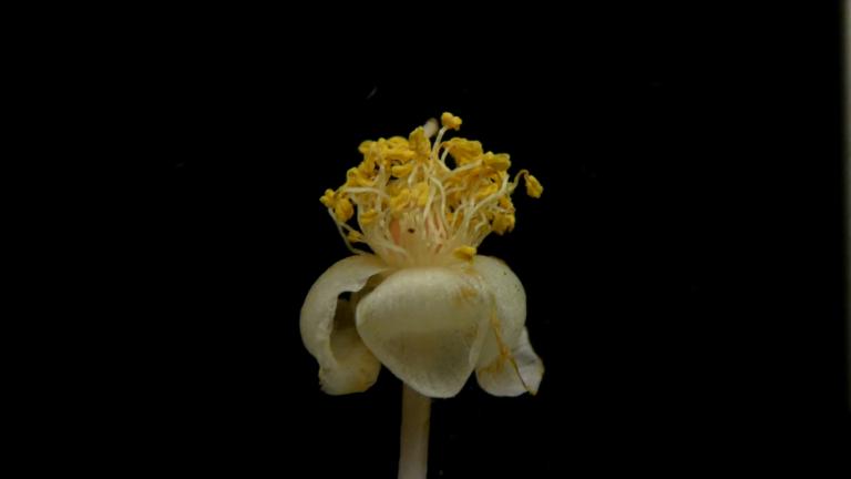 Flower of Calophyllum pulcherrimum