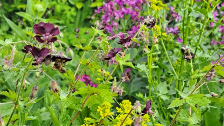 inheemse planten
