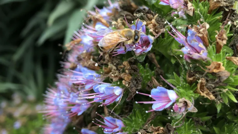 pollination