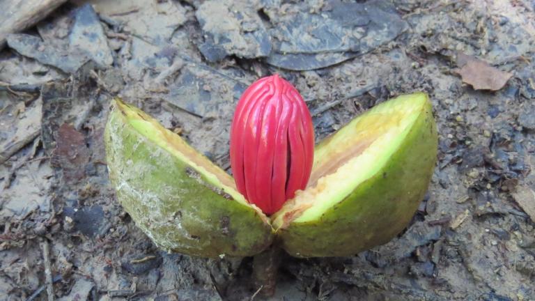 Fruit of Virola on the forest ground