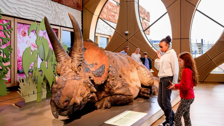Triceratops: the herd at Naturalis | Naturalis