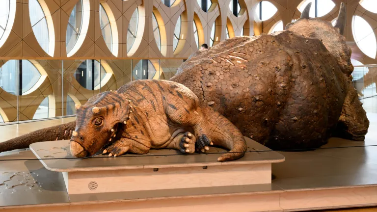 Triceratops animatronic