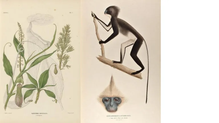Boek illustraties