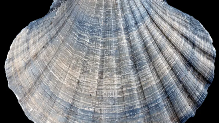 Pecten schelp
