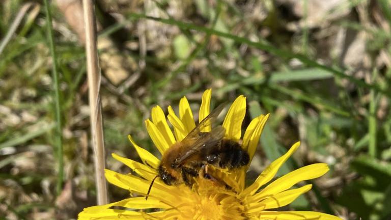 Bee on yellow flower
