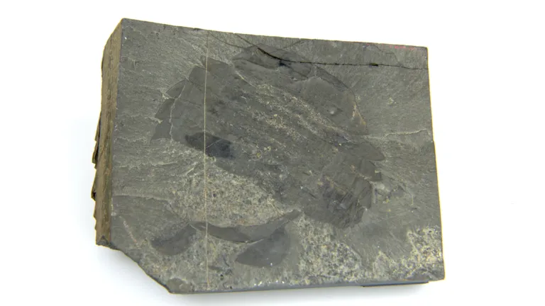 Burgess Shale fossil