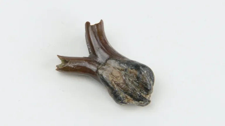 Mammoth tooth