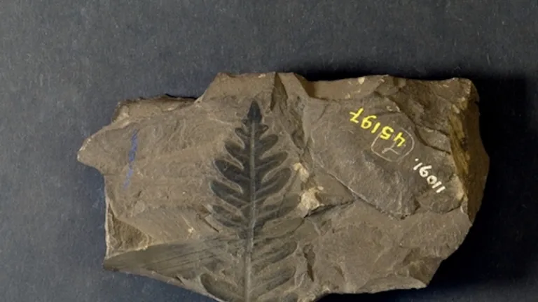 Plantfossil Jongmanscollection