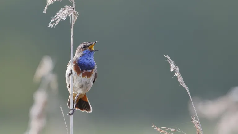 Blauwborst in het riet