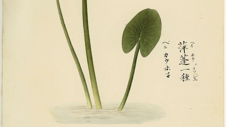 Japanese drawing of a plant by Kawahara Keiga