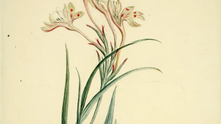 Botanische prent uit archief