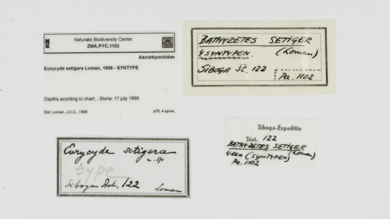 Labels van zeespinnen