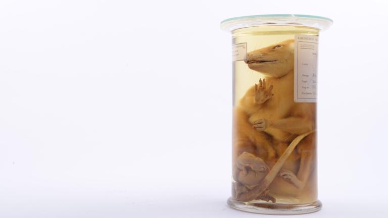 Opossum op sterk water