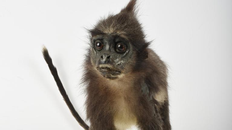 Opgezette zwartkuiflangoer