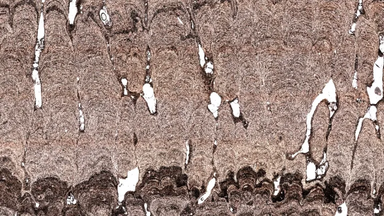 Stromatolite lamination, microscope image