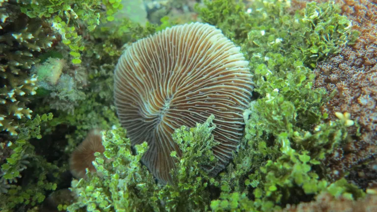 Fingid coral