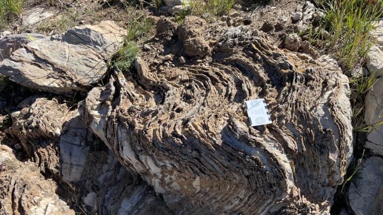 Stromatolite picture