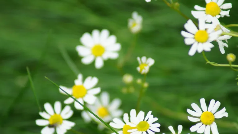 Bloemen