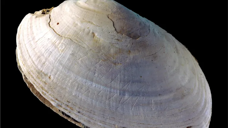 De schelp met mysterieuze krassen