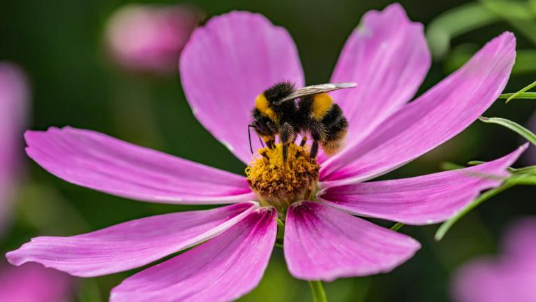 Hommel op bloem