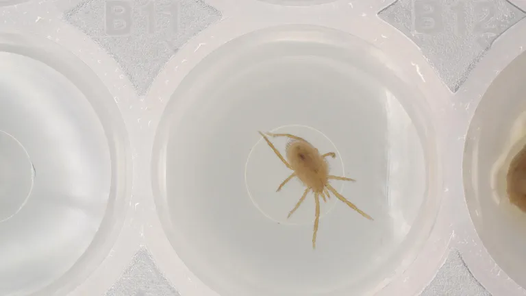 Welletje met mijt