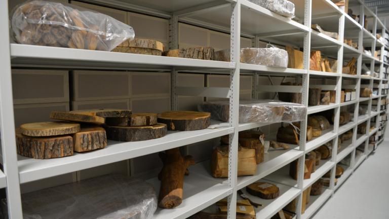 Houtcollectie Naturalis