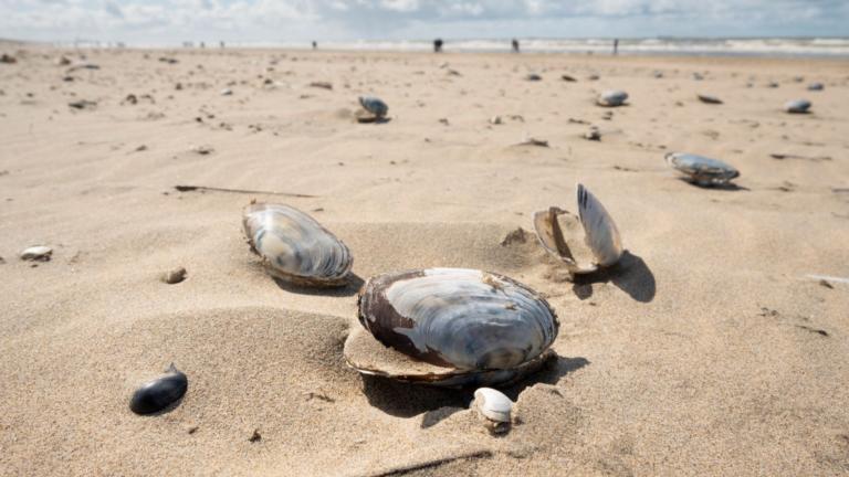 Otterschelpen op het strand credit Taco van der Eb