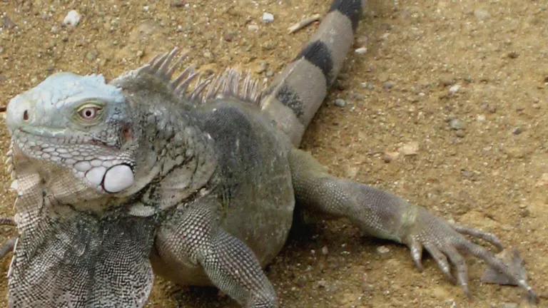 Leguaan op Bonaire