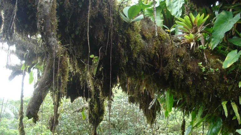 Tree on Saba