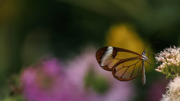 vlinder