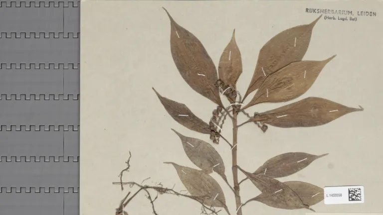 Herbarium sheet of Pollia subumbellata