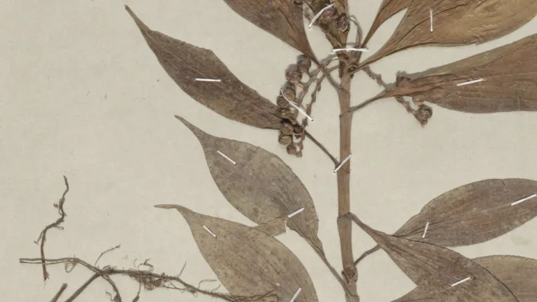 Herbarium sheet of Pollia subumbellata