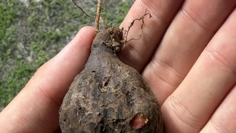 Yam