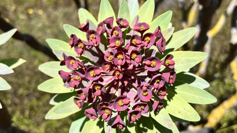 Euphorbia atropurpurea by Frederic Lens