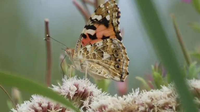Photo of a butterfly