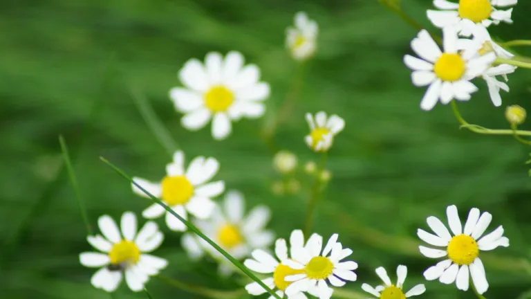 bloemen