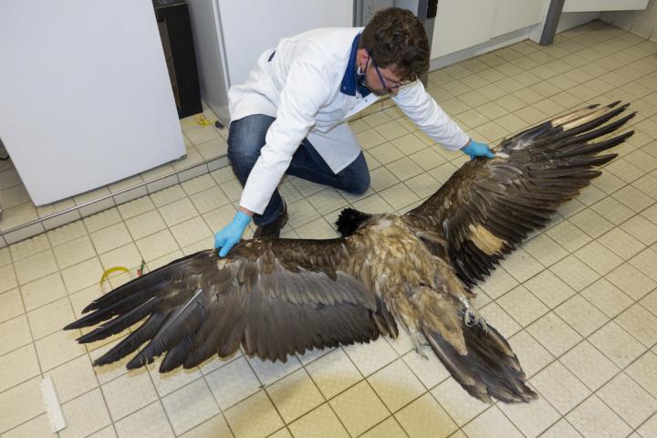 Dead bearded vulture on a lab floor