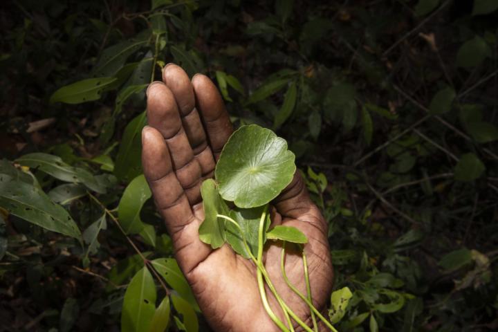 Fourteen Leaves and a Cup of Water