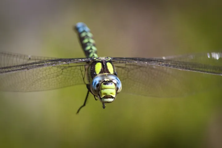 blauwe glazenmaker libel