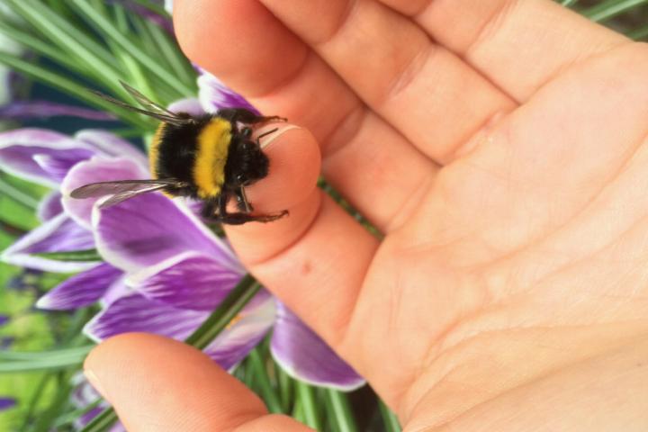 Bumblebee on hand