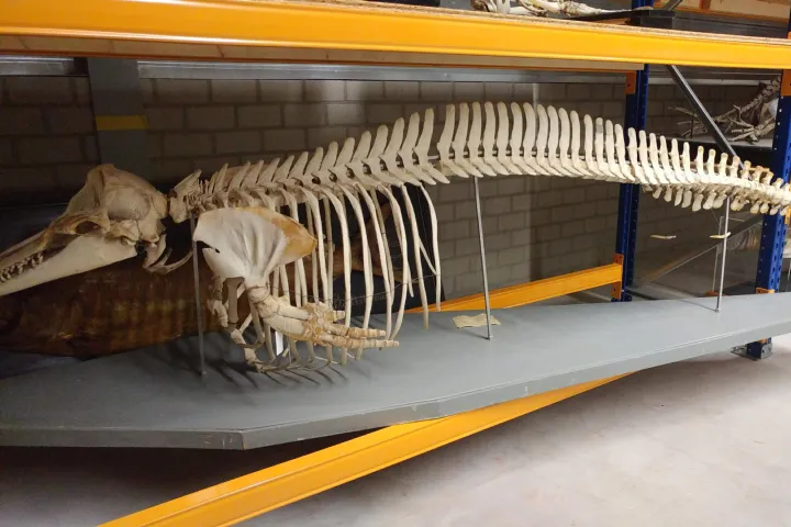 whale skeleton