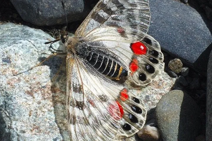 Parnassius