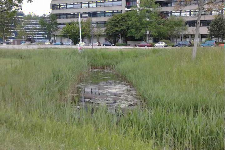 Pond in Leiden