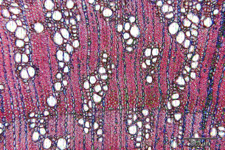 Microscopic Wood